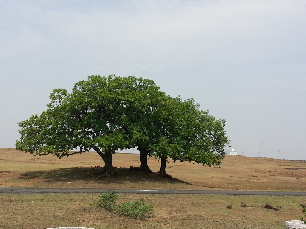 nagpur-khaju-tree