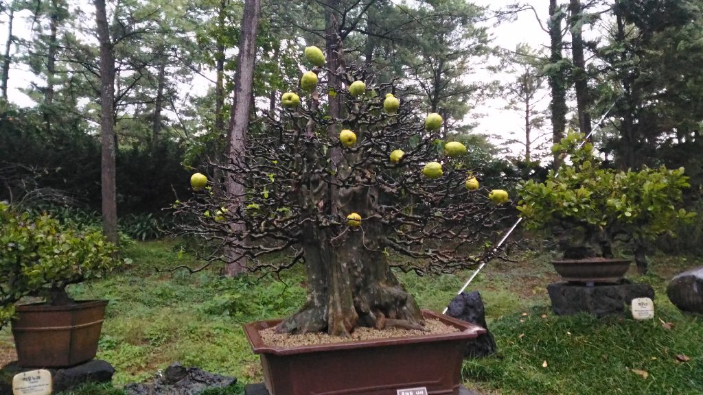 One of hundreds of bonsai