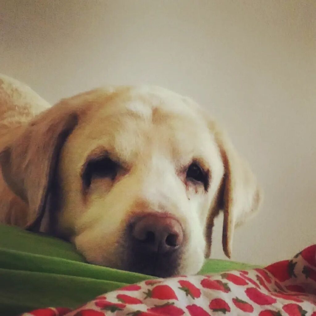 Anjananju This is Maxu whining to wake me up. He knew to do this from across the bed so he'd be out of my reach. He also knew to do this only after @thejeshgn was up and about because Max was truly a grumpy old man.

Cannot believe it's been 3 years. Maxu, you opened my heart and made me the mother of dogs. Thank you! ❤️