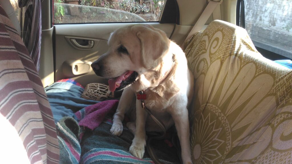 Max in the car. The legroom gap is filled so he gets lots of space.