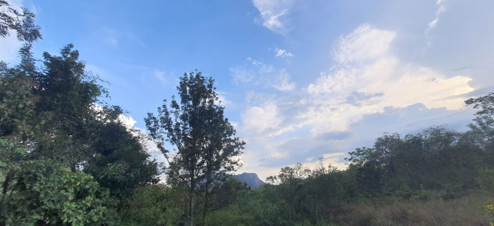 Bekkina Kaadu - Savandurga Hills in the background.