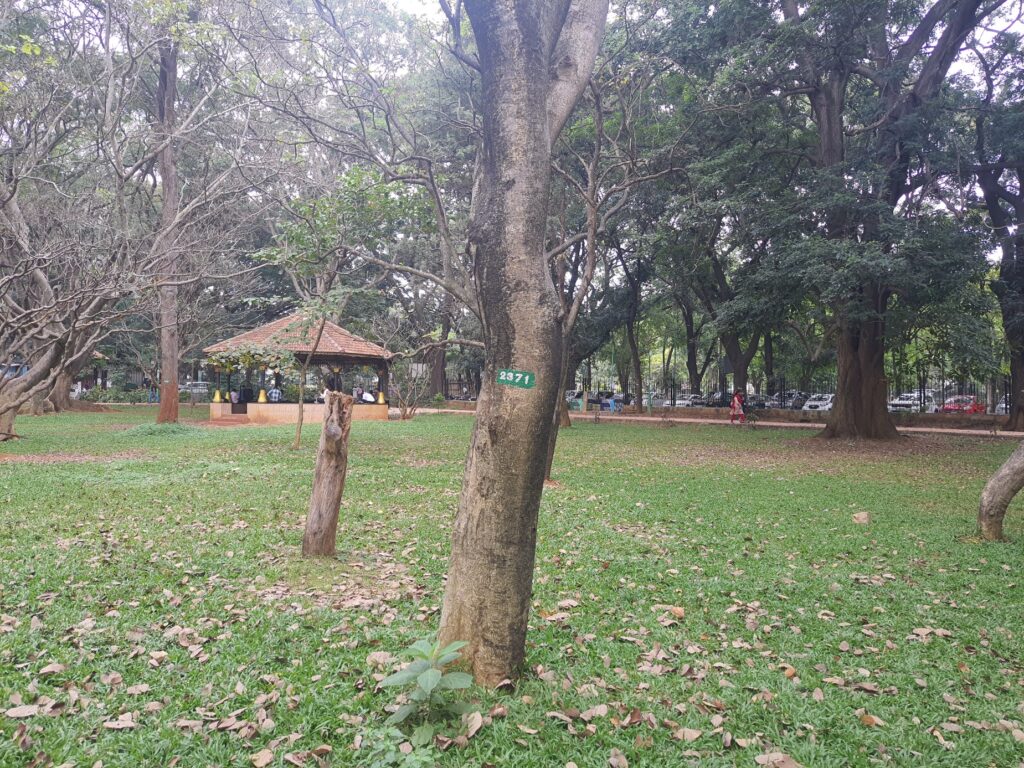 Tree in Cubbon Park. They have numbers now.