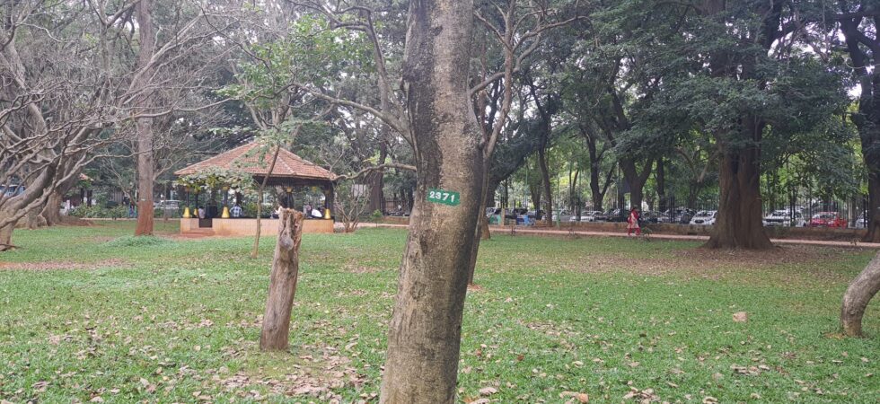 Tree in Cubbon Park. They have numbers now.