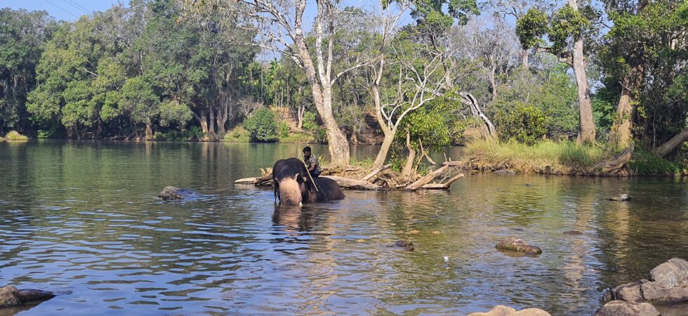 Elephant Bathing at Dubare
