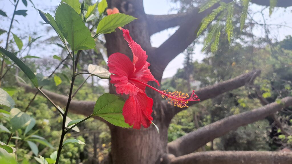 Dasavala/Hibiscus in our balcony garden.  