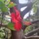 Dasavala/Hibiscus in our balcony garden.
