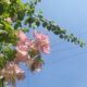 Image of flowering tree with blue sky background