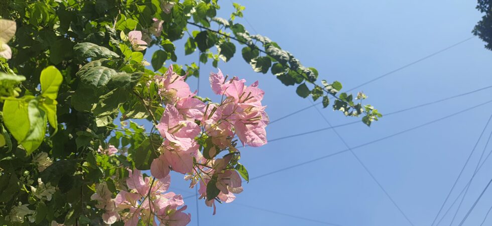 Image of flowering tree with blue sky background
