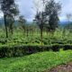 Valparai Tea Estates