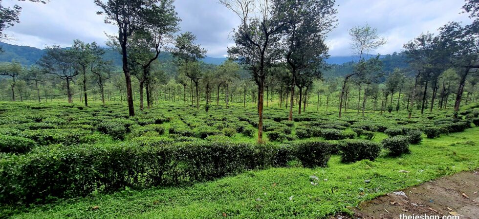 Valparai Tea Estates