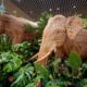 Elephant statue made up of Lantanas at Kempegowda International Airport Bengaluru.